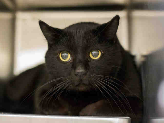 ORVILLE (A908518)