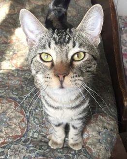 Oscar (18755539)