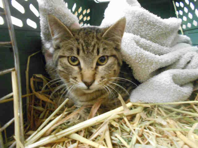 *OSCAR (A097375)