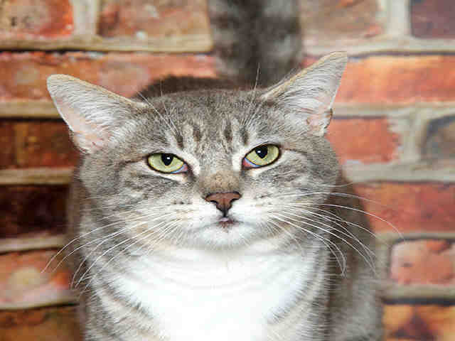 PABLO (A035128)