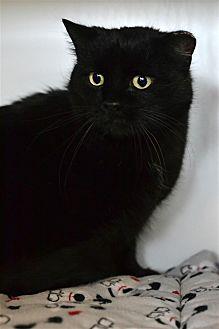 Panther (21070746)