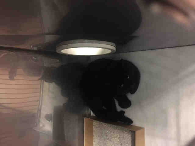 *PANTHER (A159213)