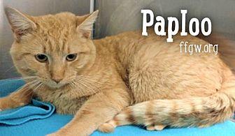 Paploo (21043039)