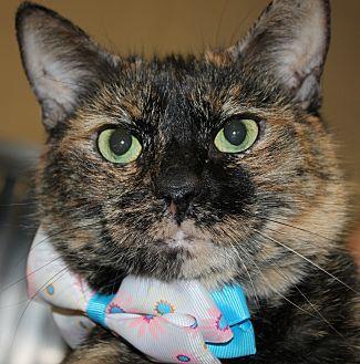 PATCHES (20903828)