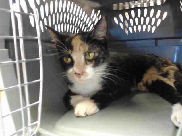 PATCHES (A014462)