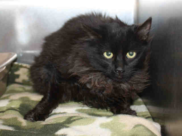 PATTIE TNR (A120408)