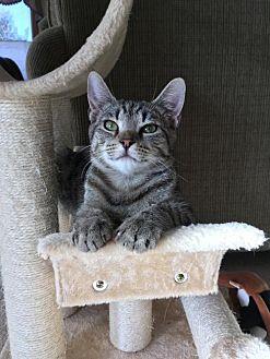 Paxton (20857052)
