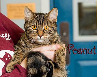 Peanut (21053592)