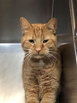 Peanut (21076156)