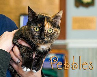 Pebbles (20862497)