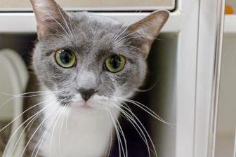 Pepper (20715804)