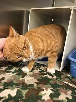 Petey (19938457)