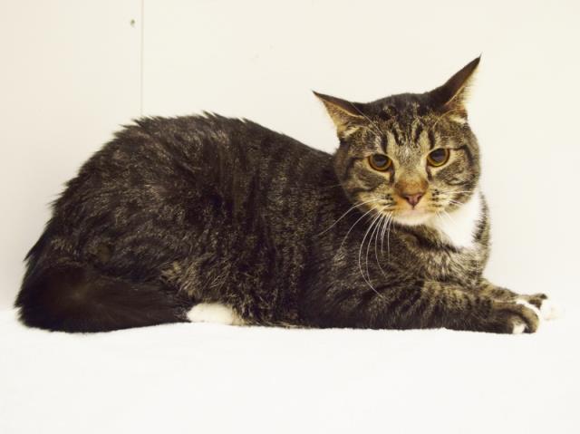 *PHASER (A731344)