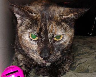Phillis (20439010)