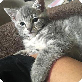 pip (18227780)