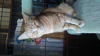 Pippin (20449561)