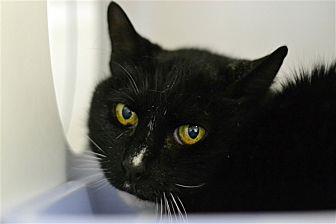 Pippin (21070754)
