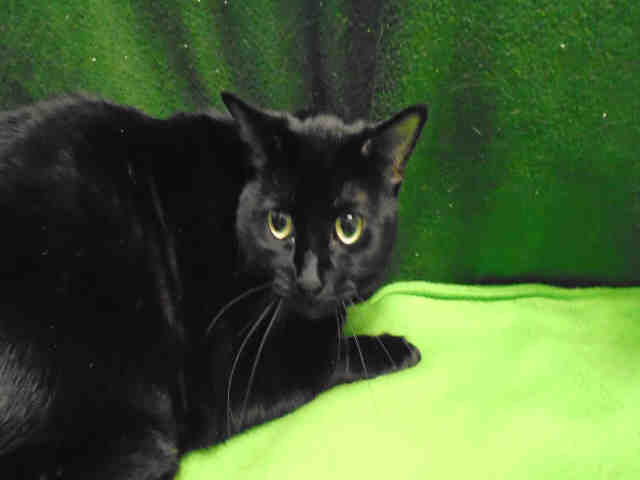 PIXIE (A178902)
