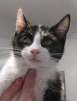 Portia (20886843)