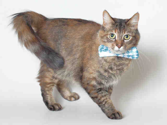PRINCESS (A119613)