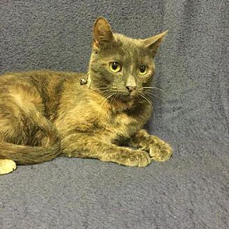 Prissy #1 (20518569)
