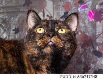 Puddin (19580312)