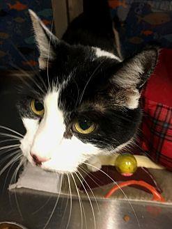 Puddy (20697762)