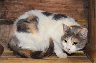 Pumpkin (20467861)