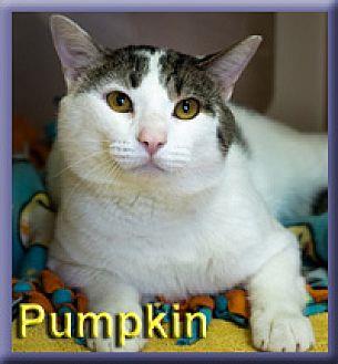 Pumpkin (20644638)