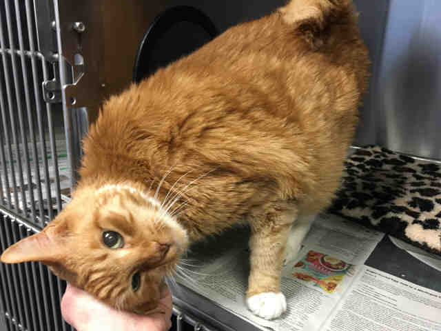 PUMPKIN (A368113)