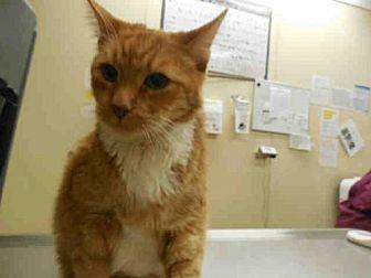 PUMPKIN – ID (20910442)