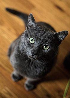 Purrcival (20822690)