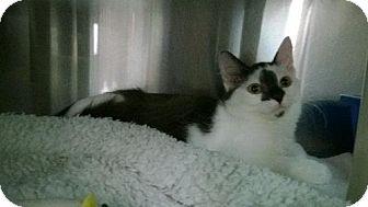 Purrla (11364468)