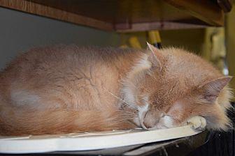 PussPuss (17698066)