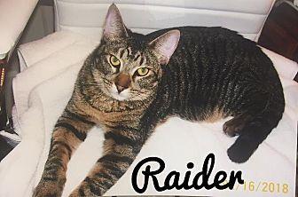 RAIDER (20706708)