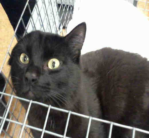 *RAJAH (A731859)