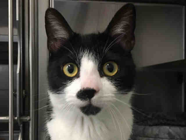 *RASCAL (A368884)
