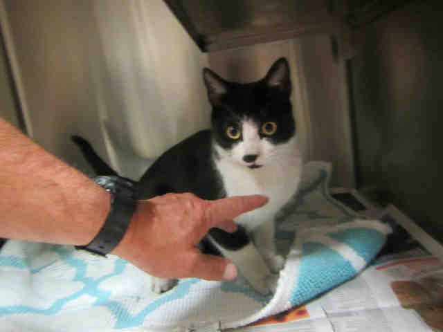 *RASCAL (A368884)