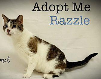 Razzle (20898741)