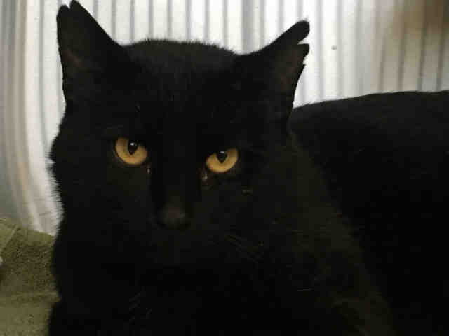 *RICKY (A367874)