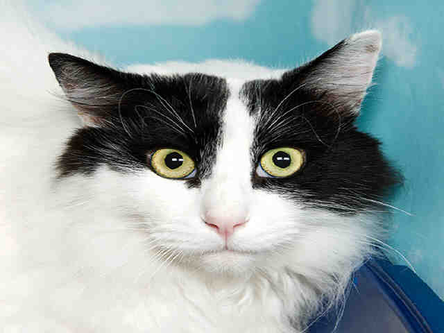 ROCKY (A022872)