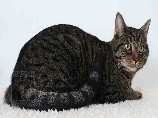 ROCKY (A047385)