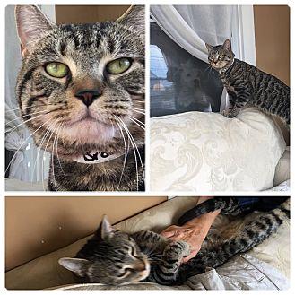 Romeo (18565946)