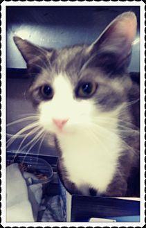 Romeo (20826787)