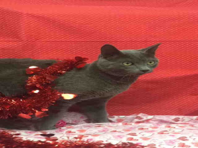 ROMEO (A136891)