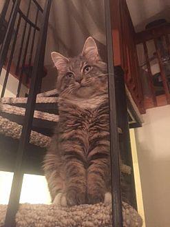 Romeo Fluffy (20687222)