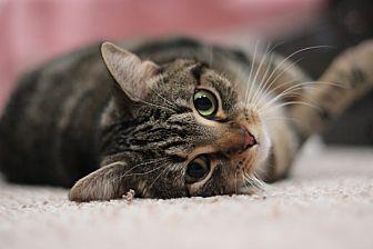 Rose (Adopti (20791761)