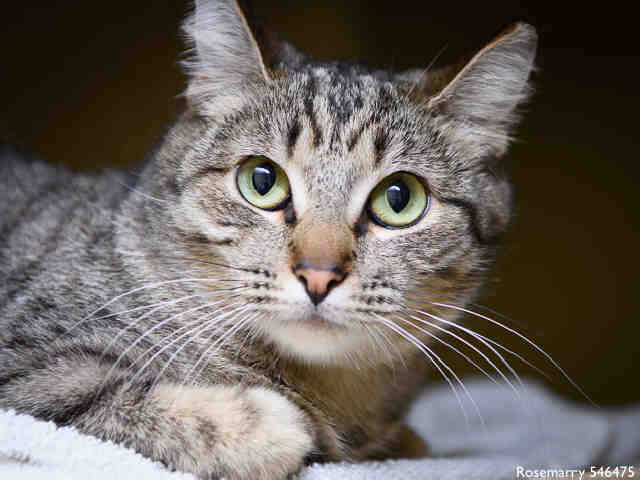 ROSEMARRY (A546475)