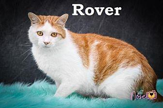 Rover (19861010)