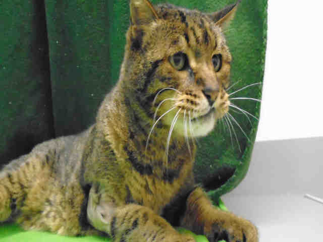 RUDY (A178807)
